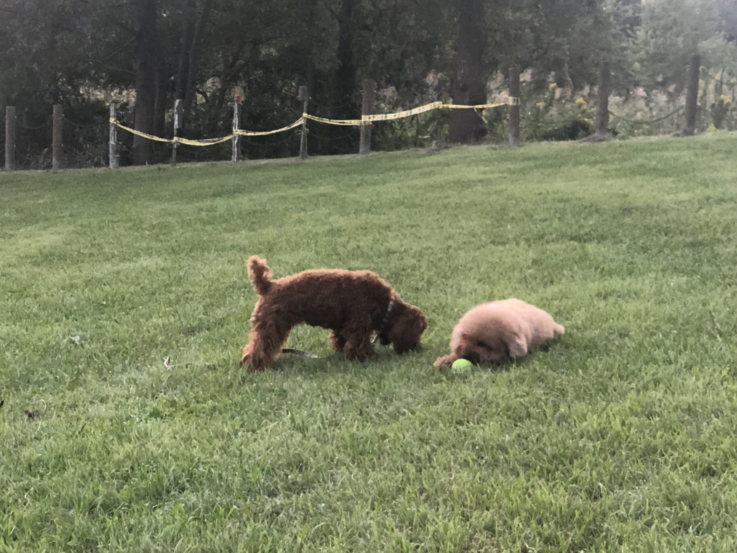 犬が噛んで遊ぶ様子