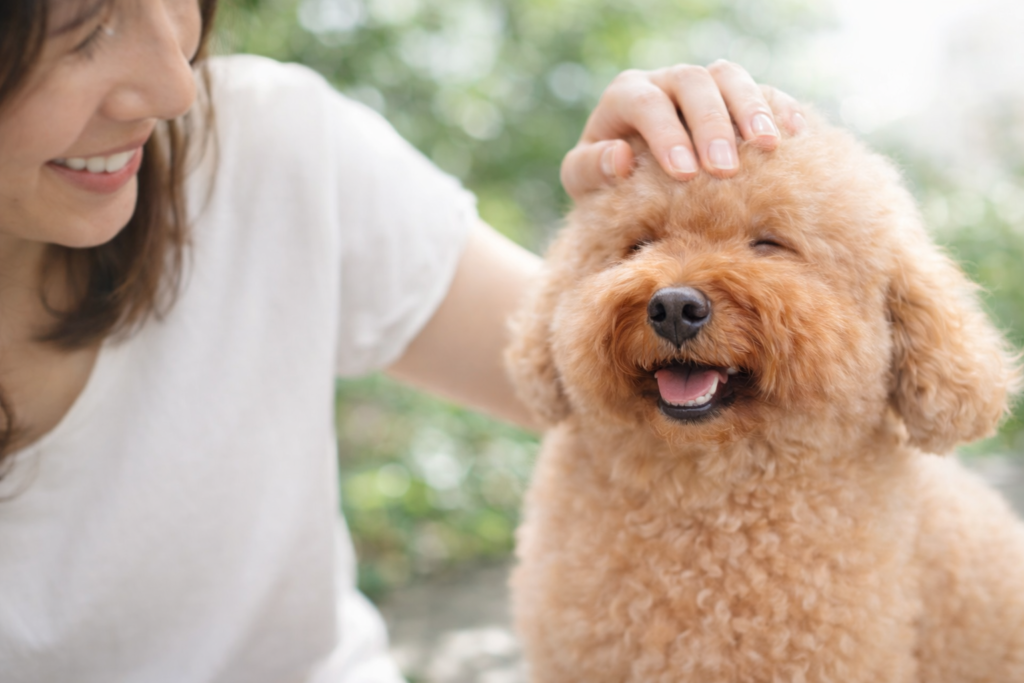 下痢を起こしやすい犬の対処方法