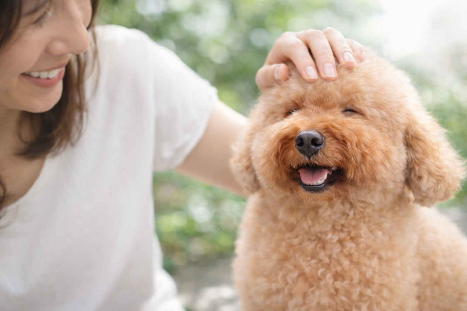 下痢を起こしやすい犬のお腹ケアのイメージ(プレースホルダ)
