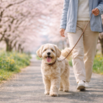 桜並木の犬の散歩